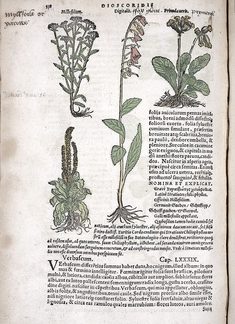 Herbalsida med rölleka, fingerborgsblomma och gullviva ur en Dioskorides-utgåva
