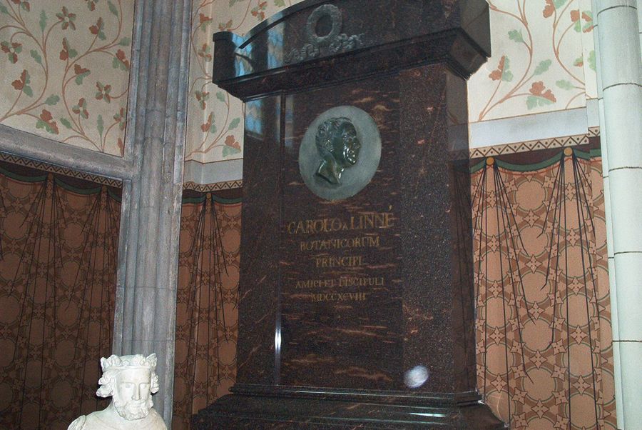 Linnés epitafium i Uppsala domkyrka